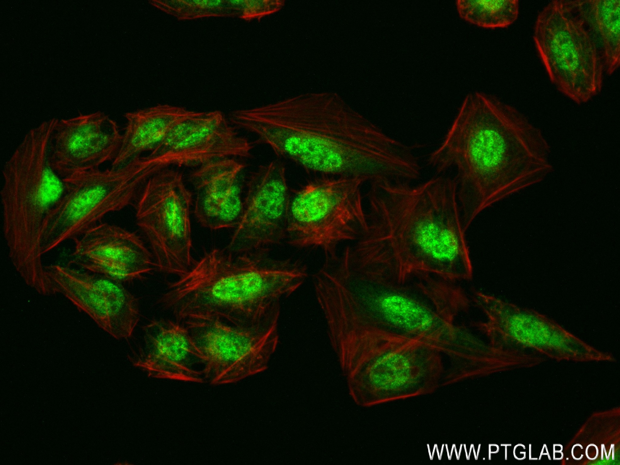 IF Staining of U2OS using 83856-4-RR