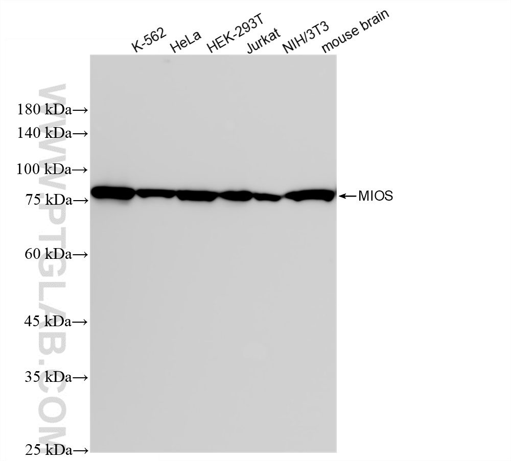 WB analysis using 83856-5-RR (same clone as 83856-5-PBS)