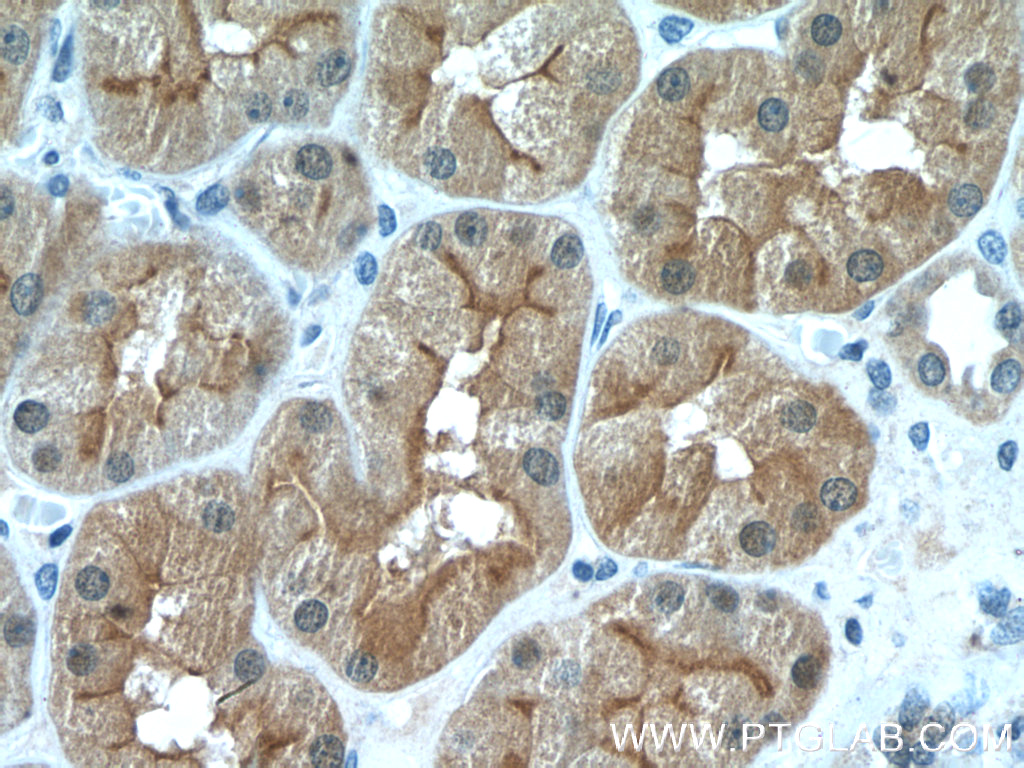 IHC staining of human kidney using 17623-1-AP