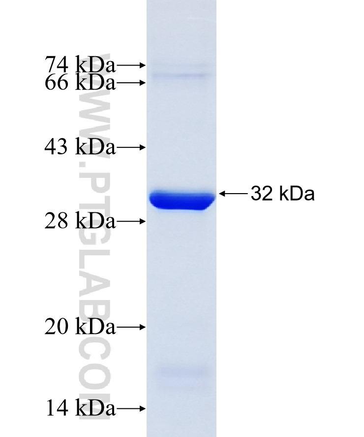 MITD1 fusion protein Ag11237 SDS-PAGE