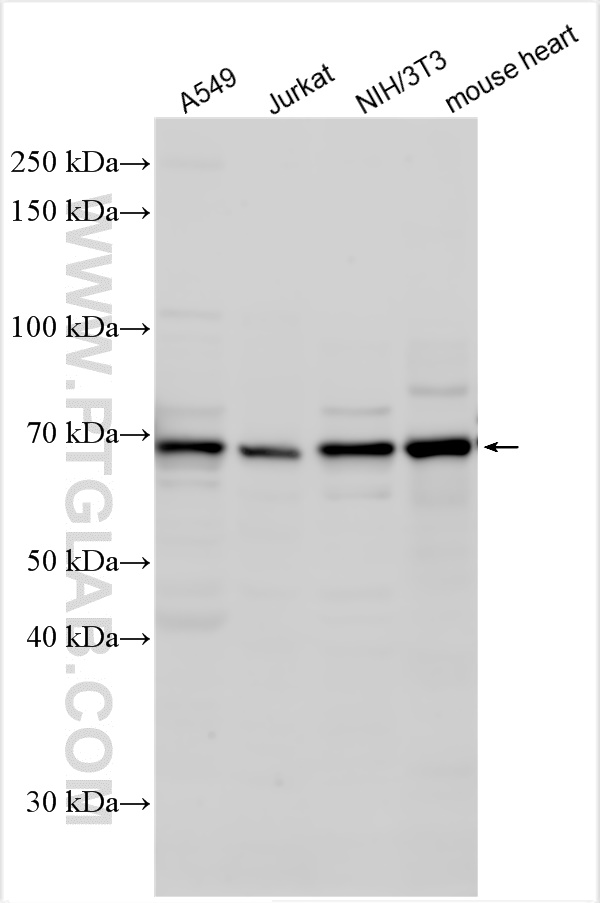 WB analysis using 13092-1-AP