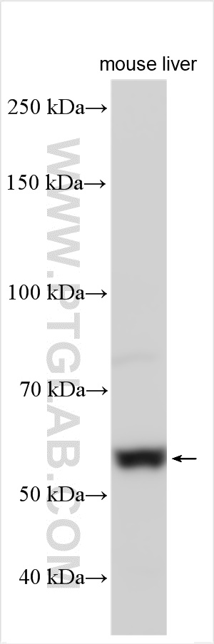 WB analysis using 18349-1-AP