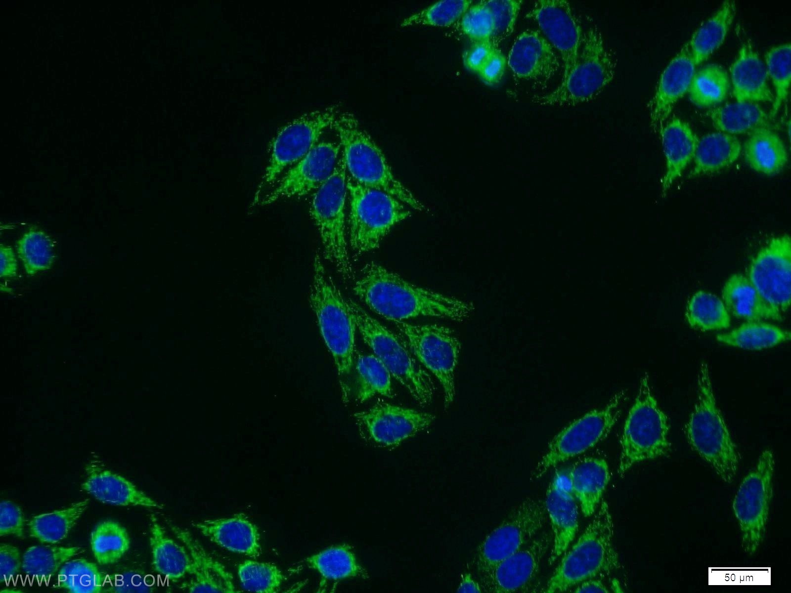 IF Staining of HepG2 using 13186-1-AP