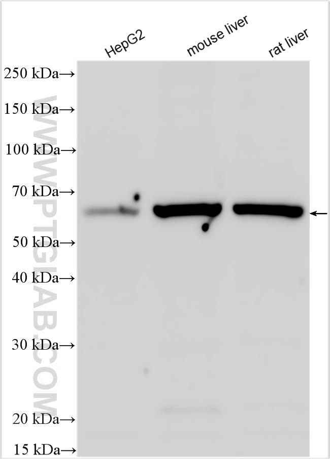 WB analysis using 13186-1-AP