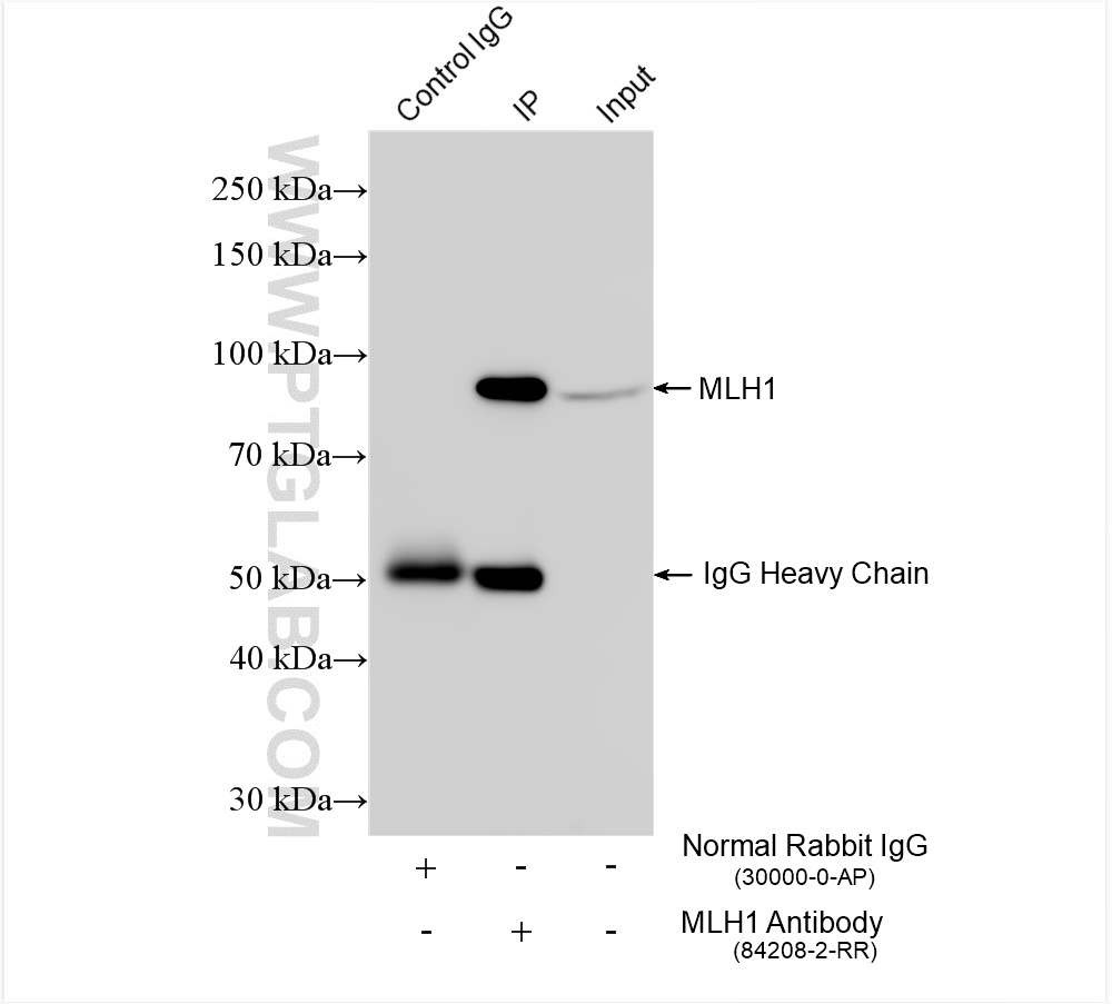 IP experiment of HeLa using 84208-2-RR