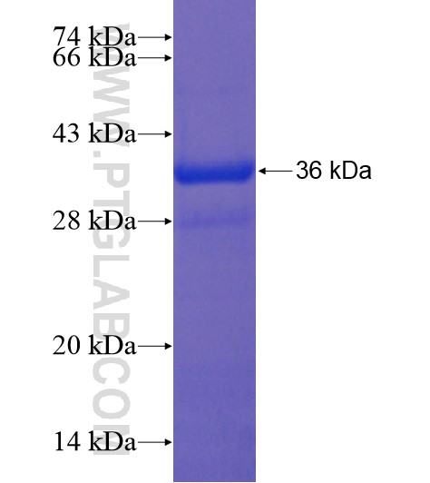 MLIP fusion protein Ag19547 SDS-PAGE