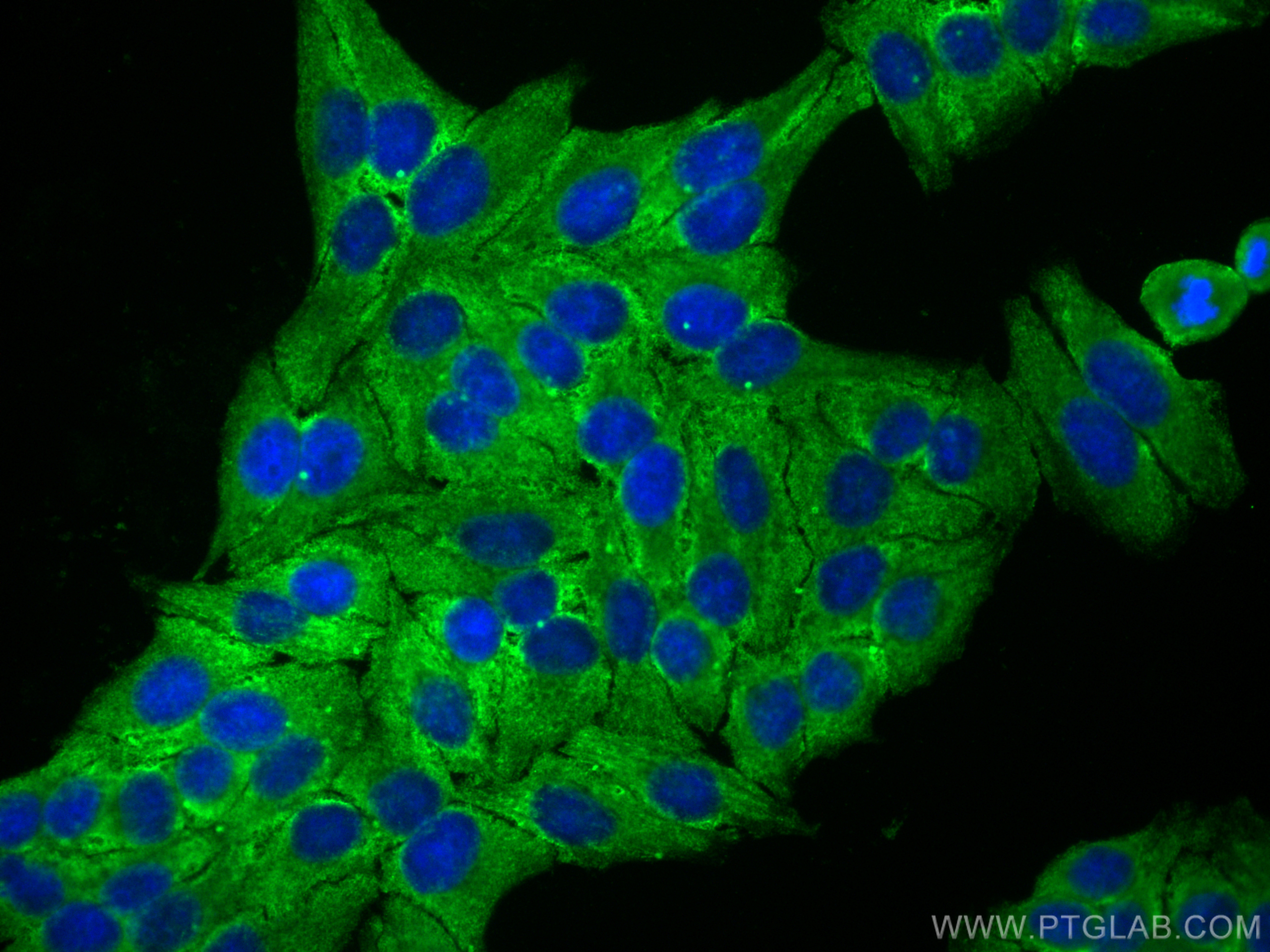 IF Staining of HepG2 using CL488-66675