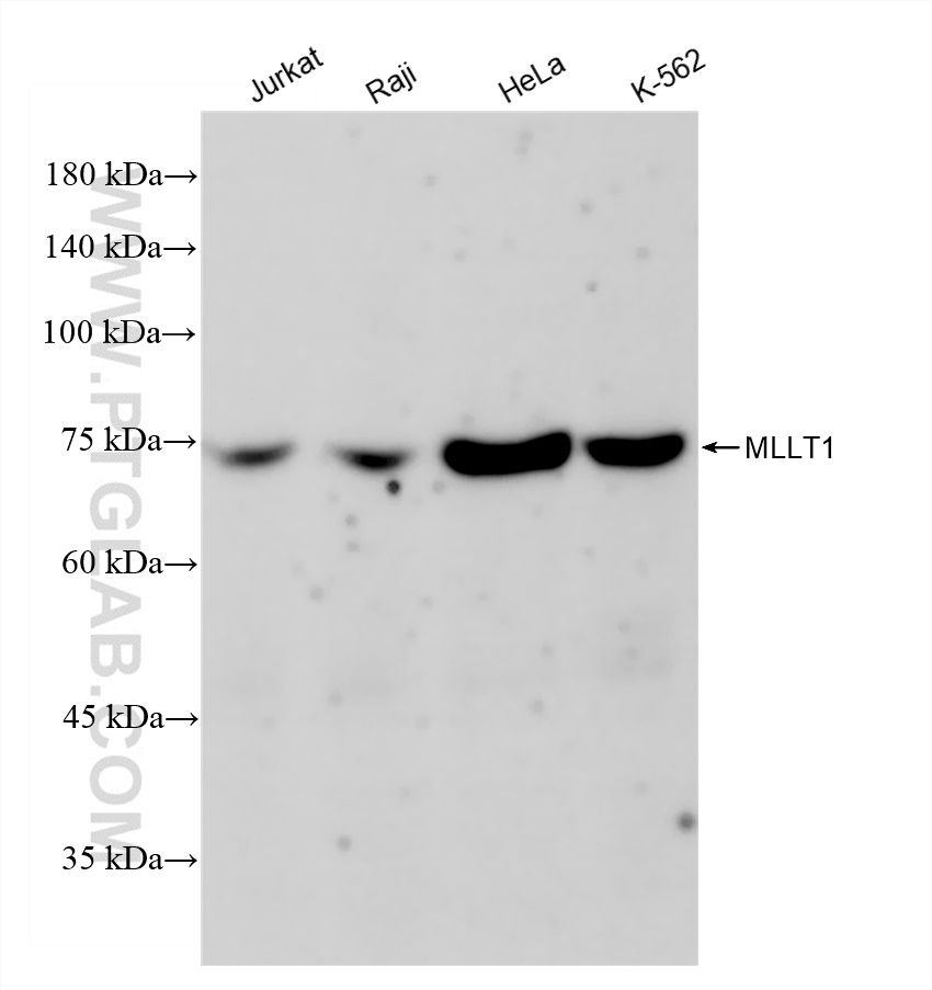 WB analysis using 83242-3-RR