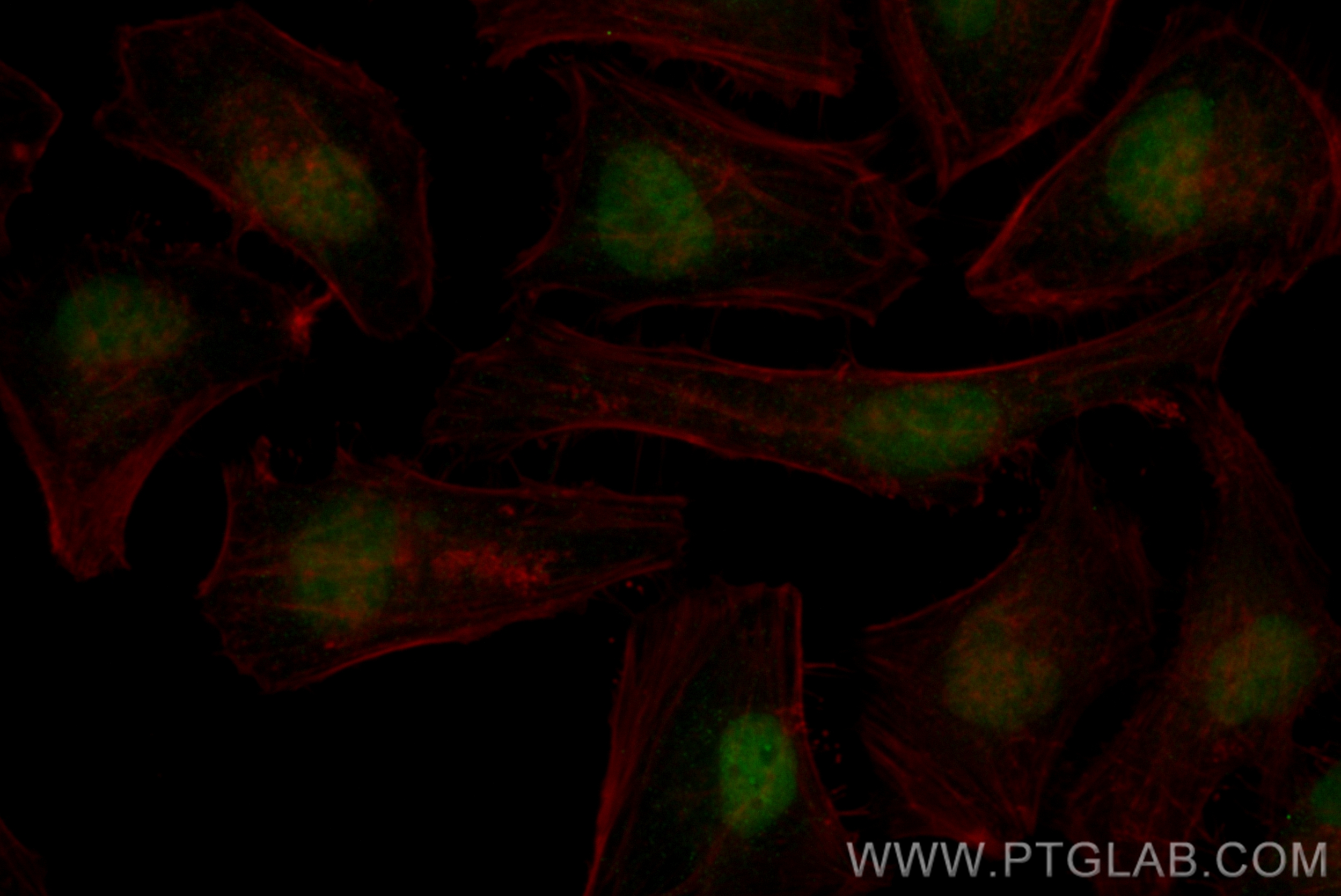 IF Staining of HeLa using CL488-83242-3