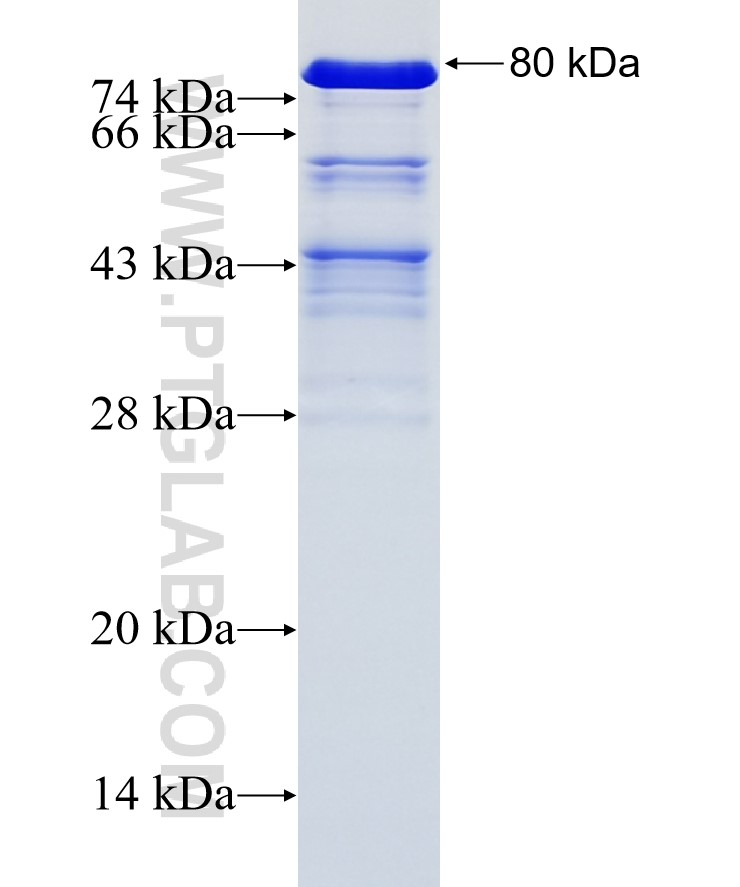 MLLT1 fusion protein Ag34210 SDS-PAGE