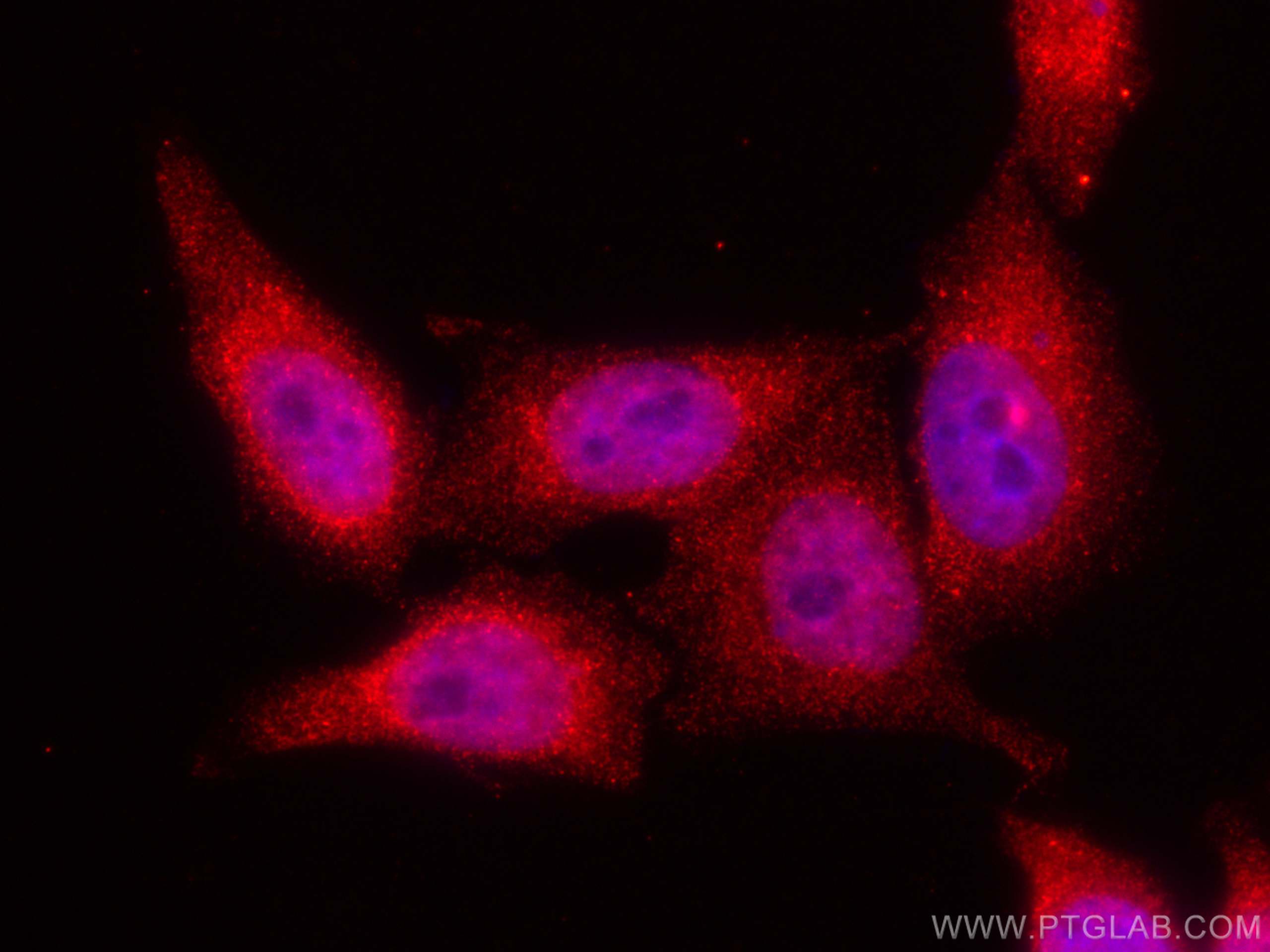 IF Staining of HepG2 using CL594-67042