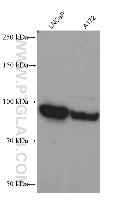 WB analysis using 60034-3-Ig