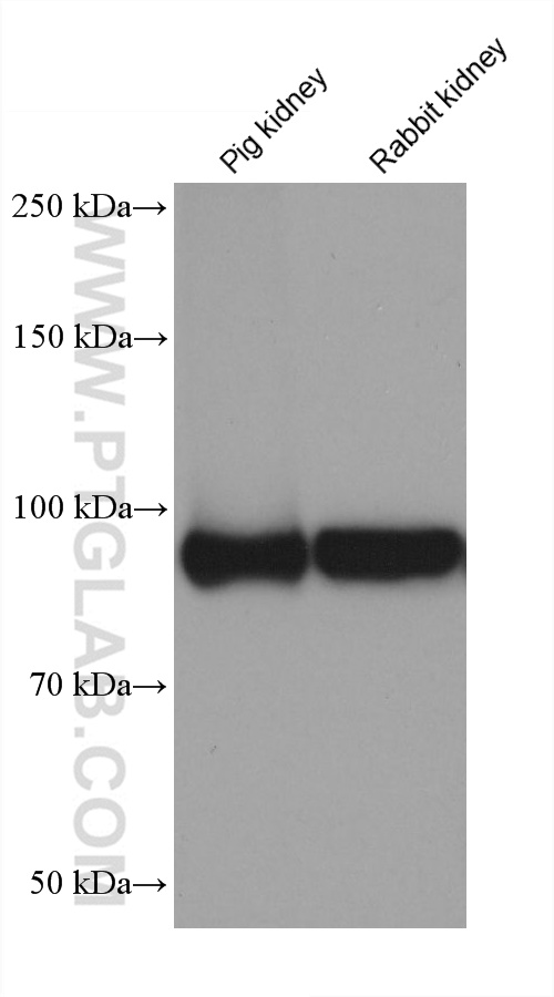 WB analysis using 60034-3-Ig