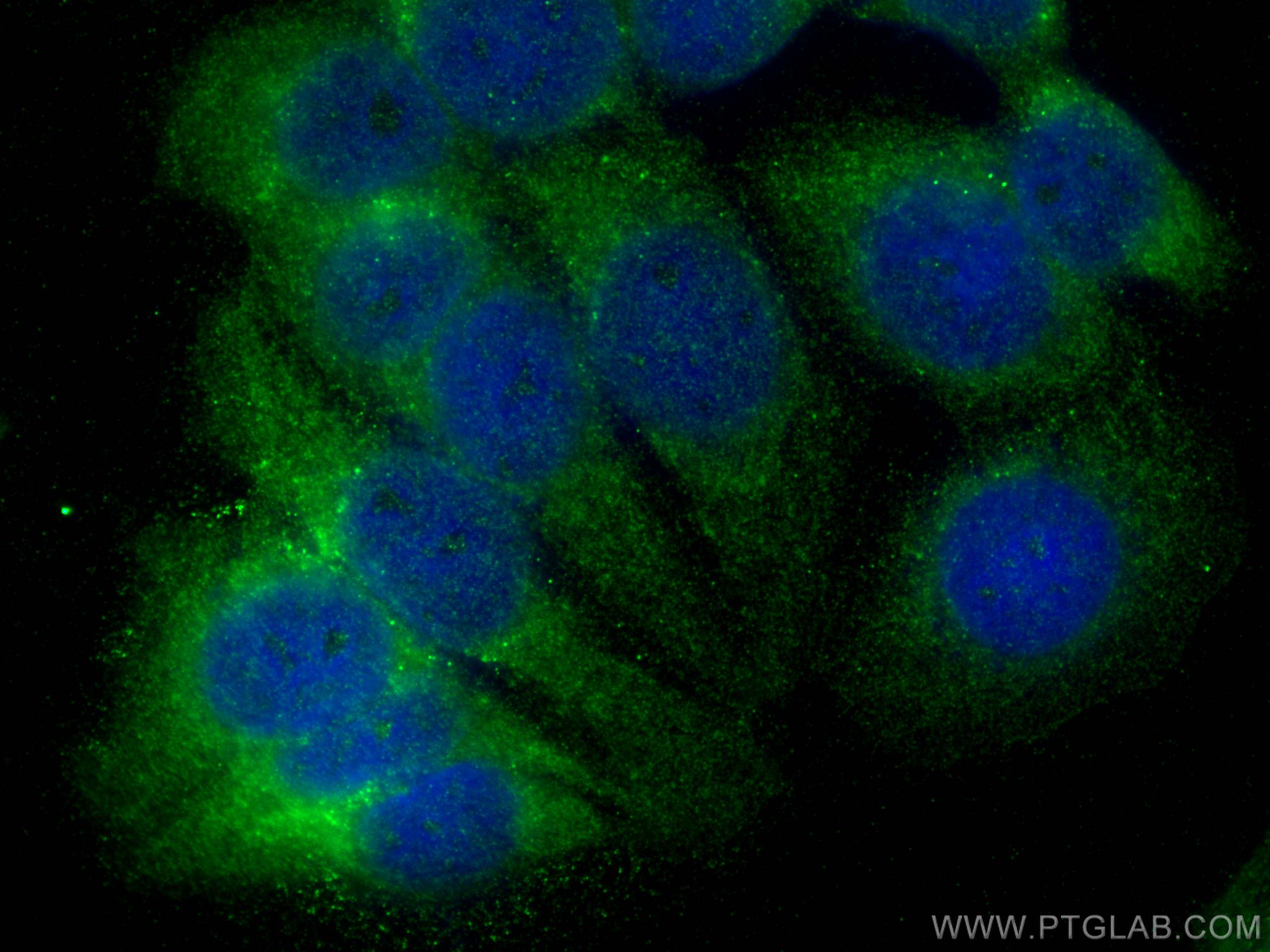 IF Staining of MCF-7 using 10371-2-AP