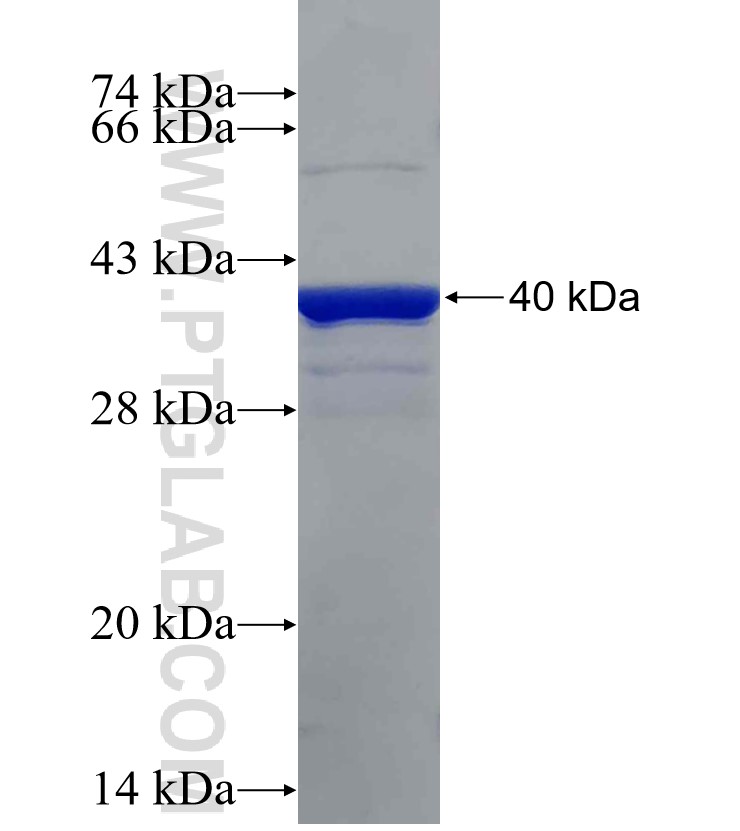 MMP14 fusion protein Ag30755 SDS-PAGE