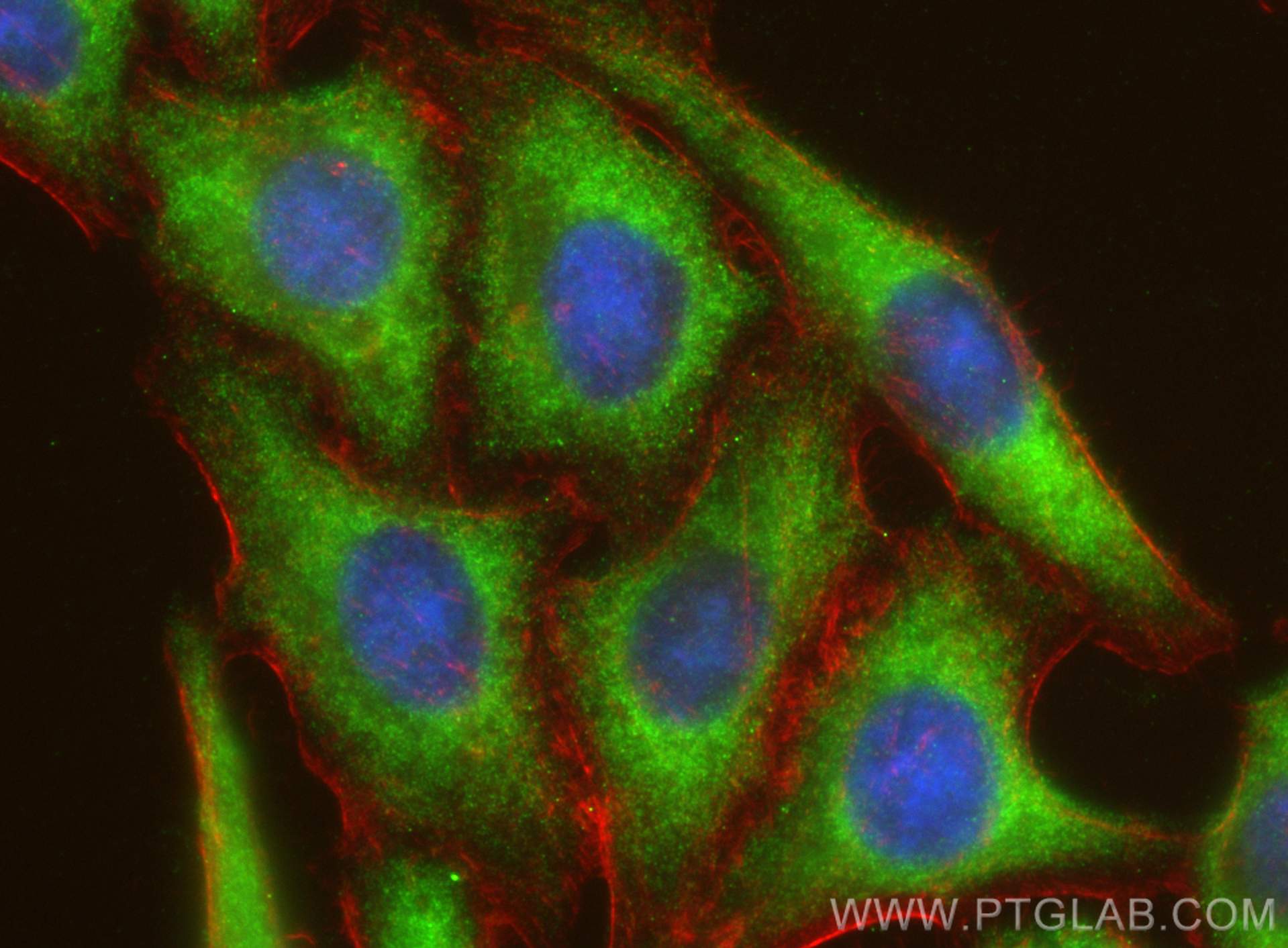 IF Staining of HepG2 using 13020-1-AP