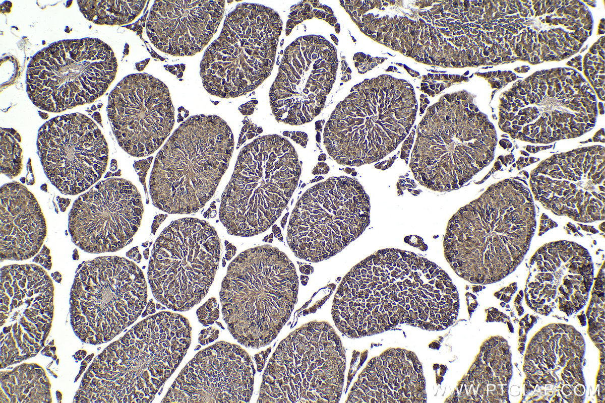 IHC staining of mouse testis using 66049-1-Ig (same clone as 66049-1-PBS)