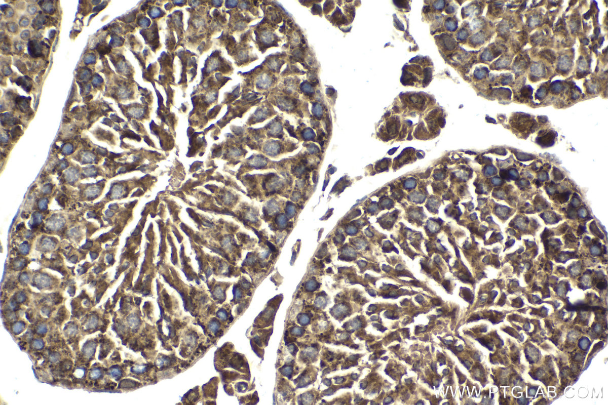 IHC staining of mouse testis using 66049-1-Ig (same clone as 66049-1-PBS)