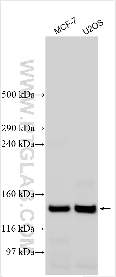 WB analysis using 24697-1-AP