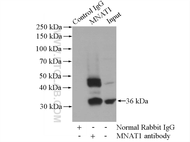 IP experiment of HeLa using 11719-1-AP