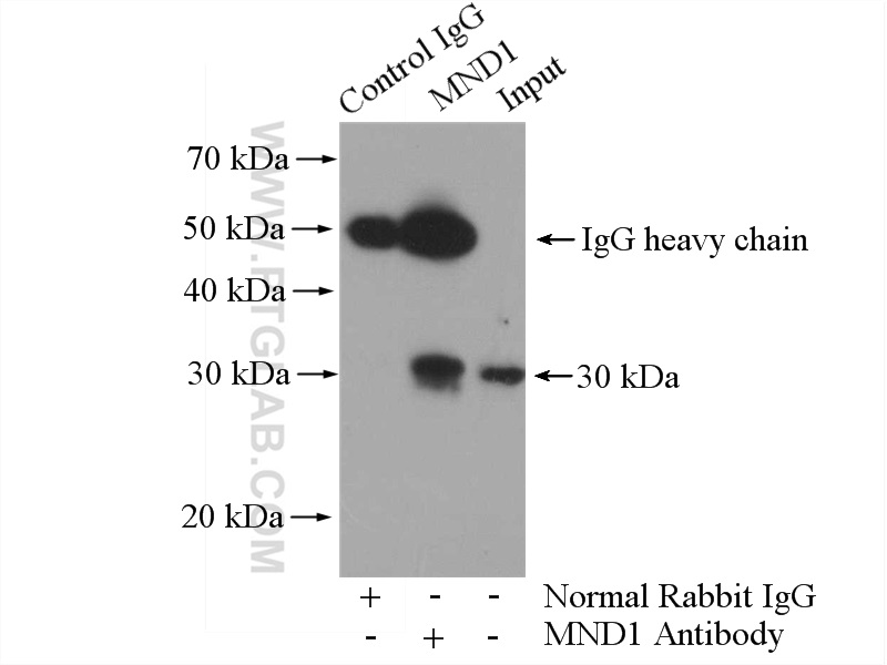 IP experiment of mouse liver using 11636-1-AP