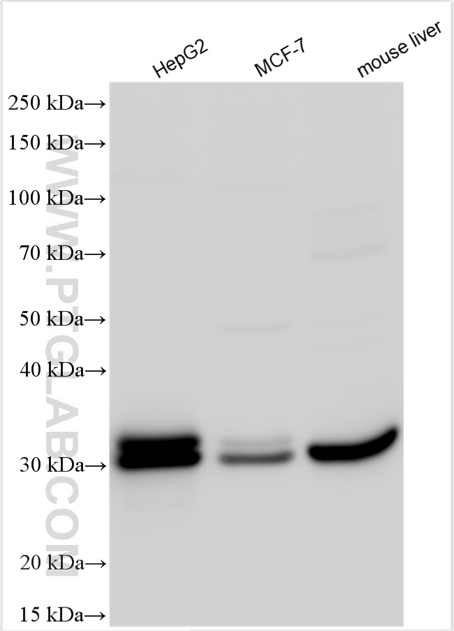 WB analysis using 11636-1-AP