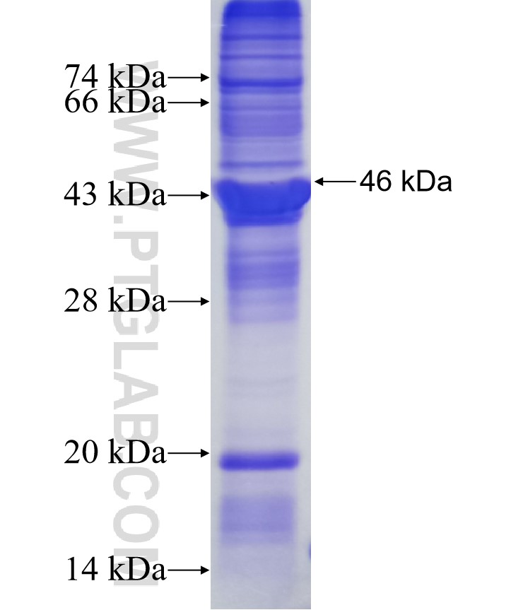 MNT fusion protein Ag34529 SDS-PAGE