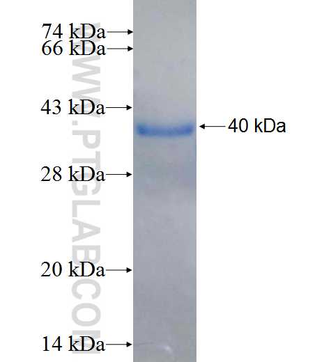 MOCS3 fusion protein Ag26596 SDS-PAGE