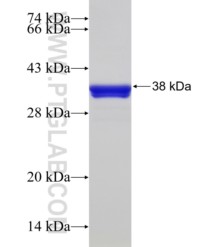 MORF4L1 fusion protein Ag33839 SDS-PAGE