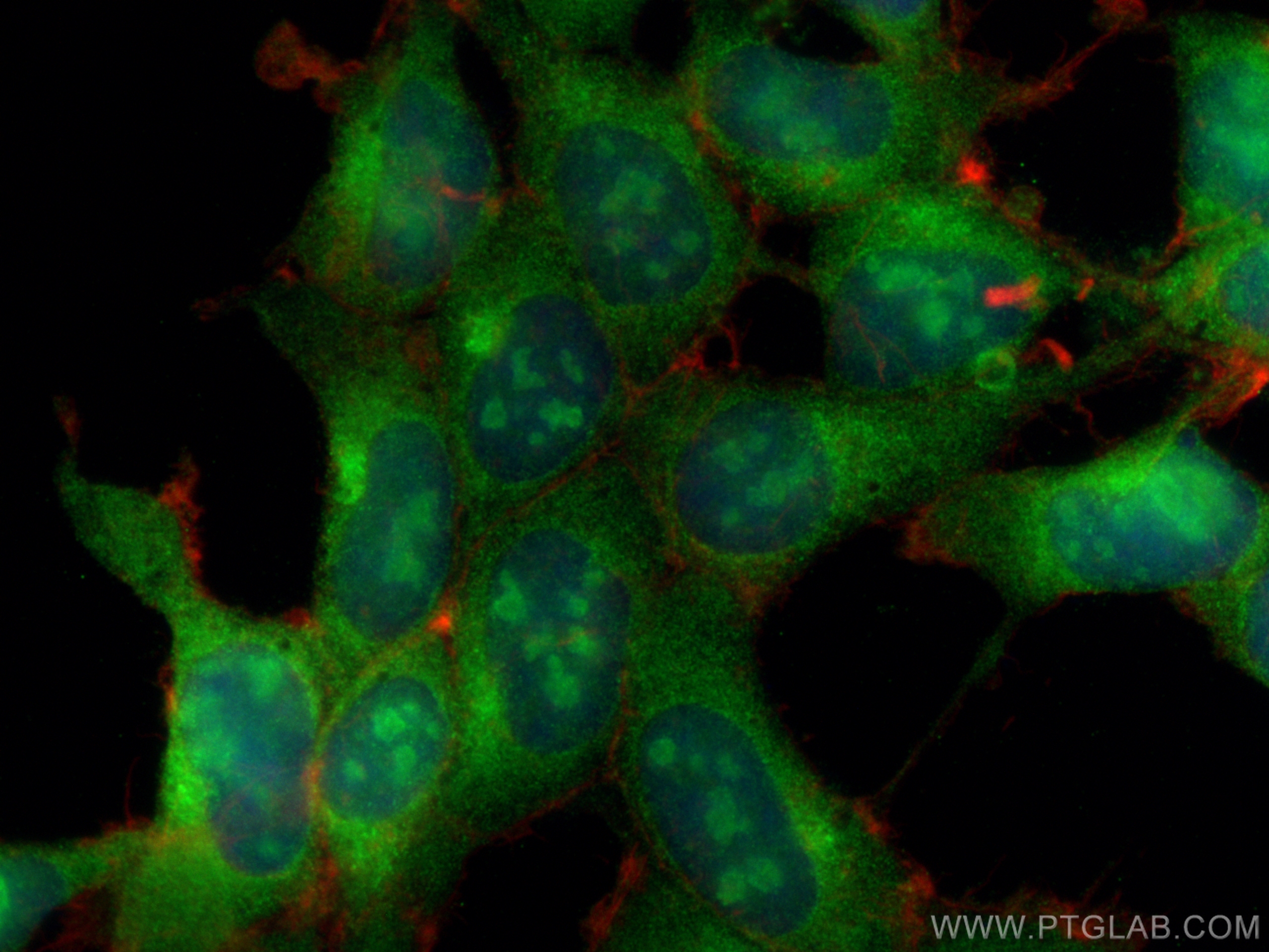 IF Staining of HEK-293 using 27244-1-AP