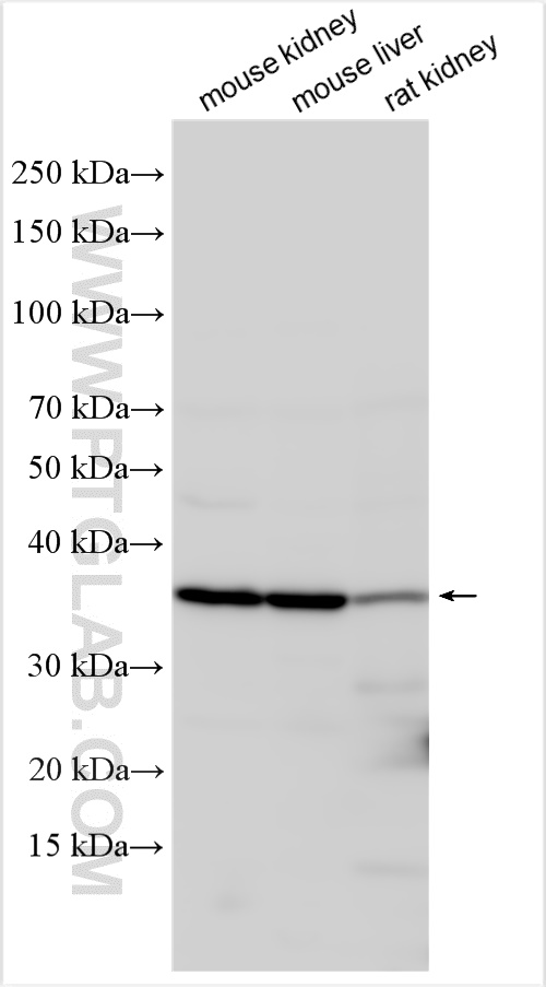 WB analysis using 24782-1-AP