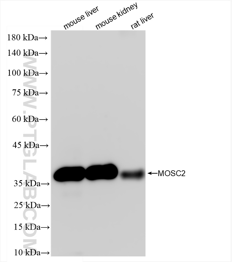 WB analysis using 83705-2-RR (same clone as 83705-2-PBS)