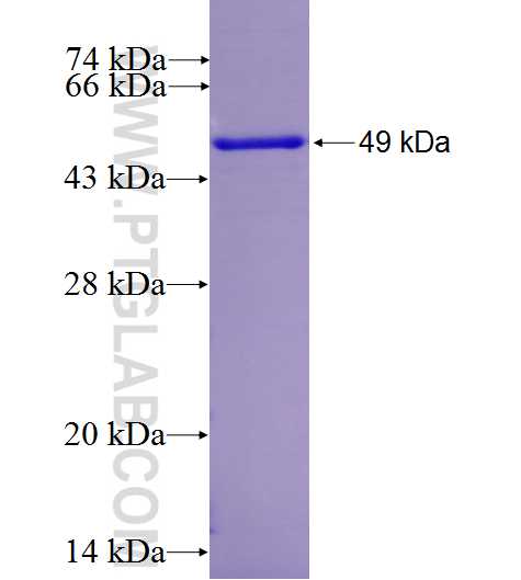 MOV10L1 fusion protein Ag27178 SDS-PAGE