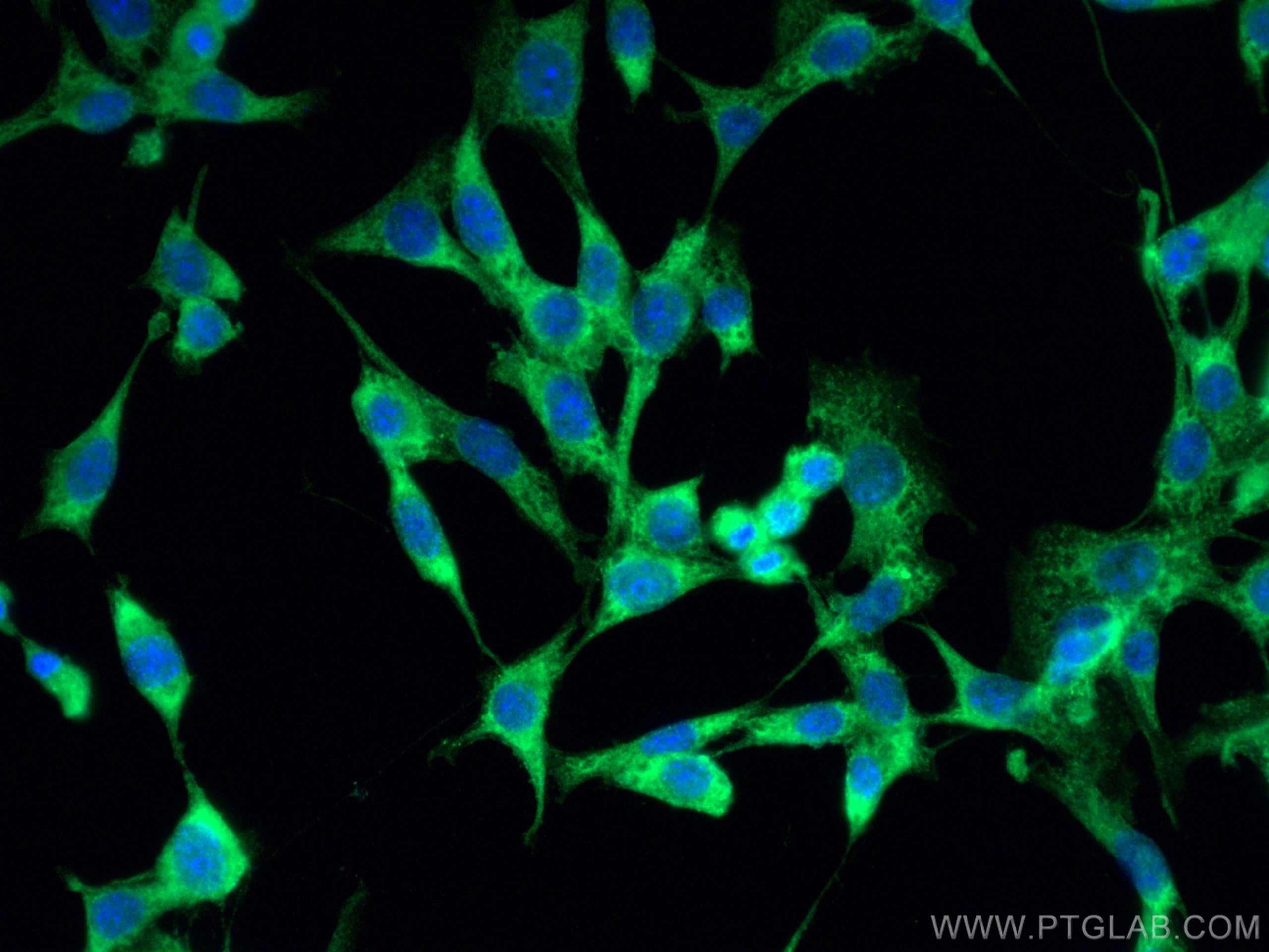 IF Staining of NIH/3T3 using 14234-1-AP