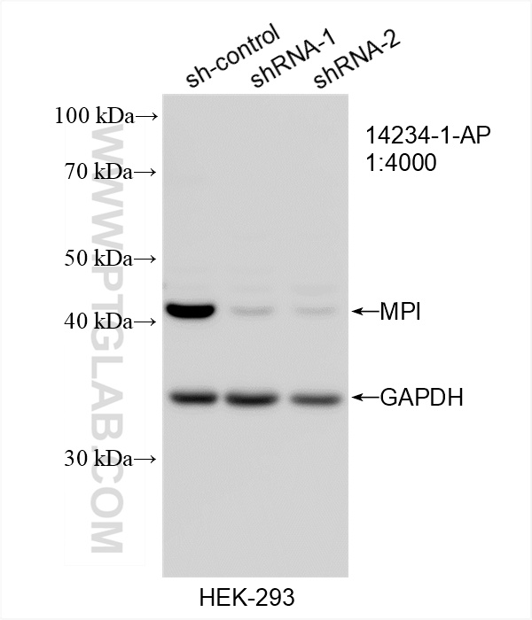 WB analysis of HEK-293 using 14234-1-AP