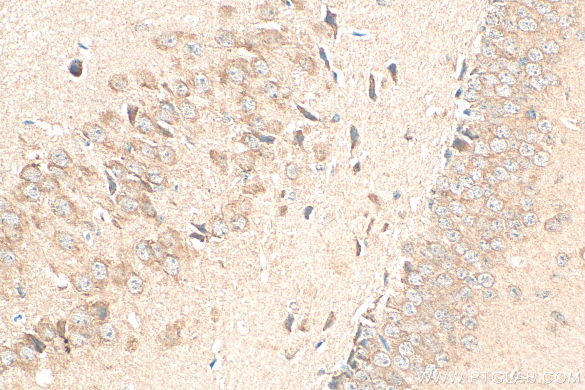 IHC staining of mouse brain using 68417-1-Ig (same clone as 68417-1-PBS)