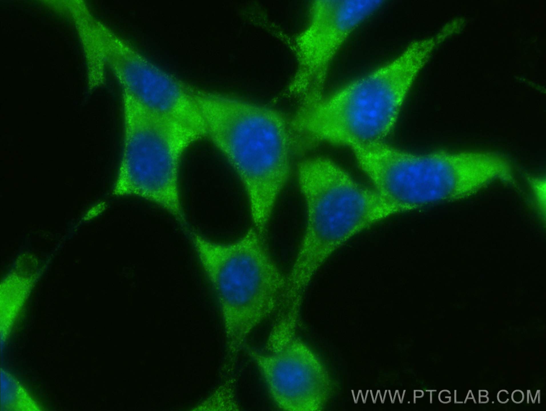 IF Staining of NIH/3T3 using CL488-68417