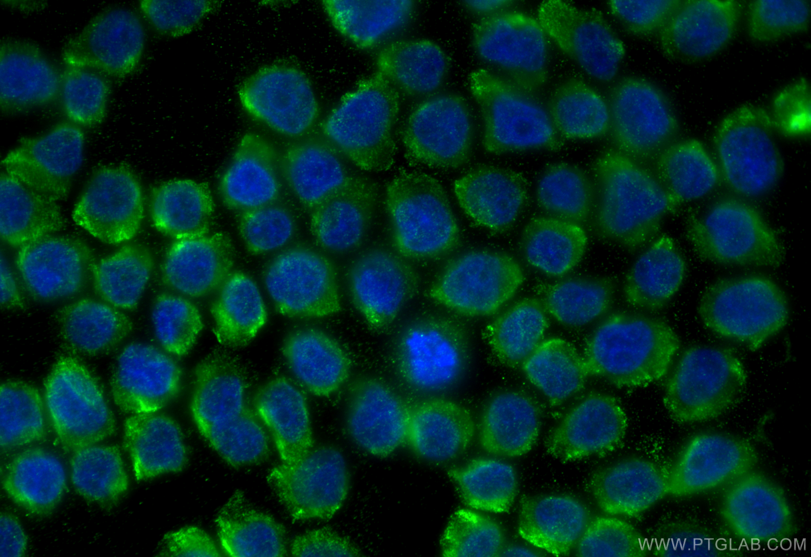 IF Staining of HL-60 using 66177-1-Ig