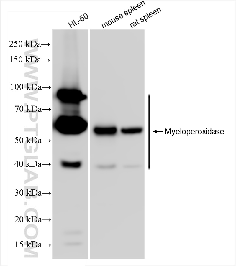 WB analysis using 84436-5-RR