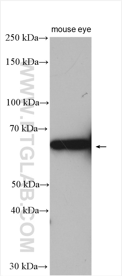 WB analysis of mouse eye using 13589-1-AP