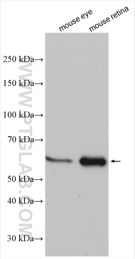 WB analysis using 13589-1-AP