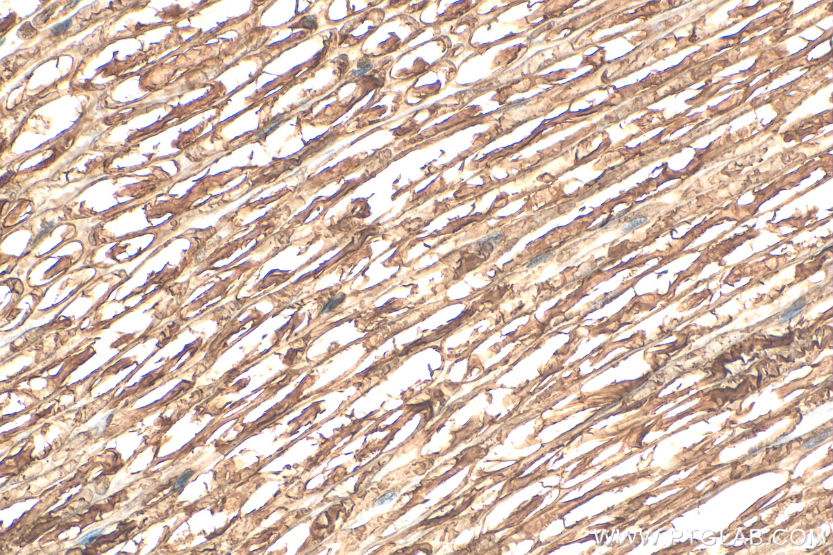 IHC staining of rat Ischiadic nerve using 10572-1-AP