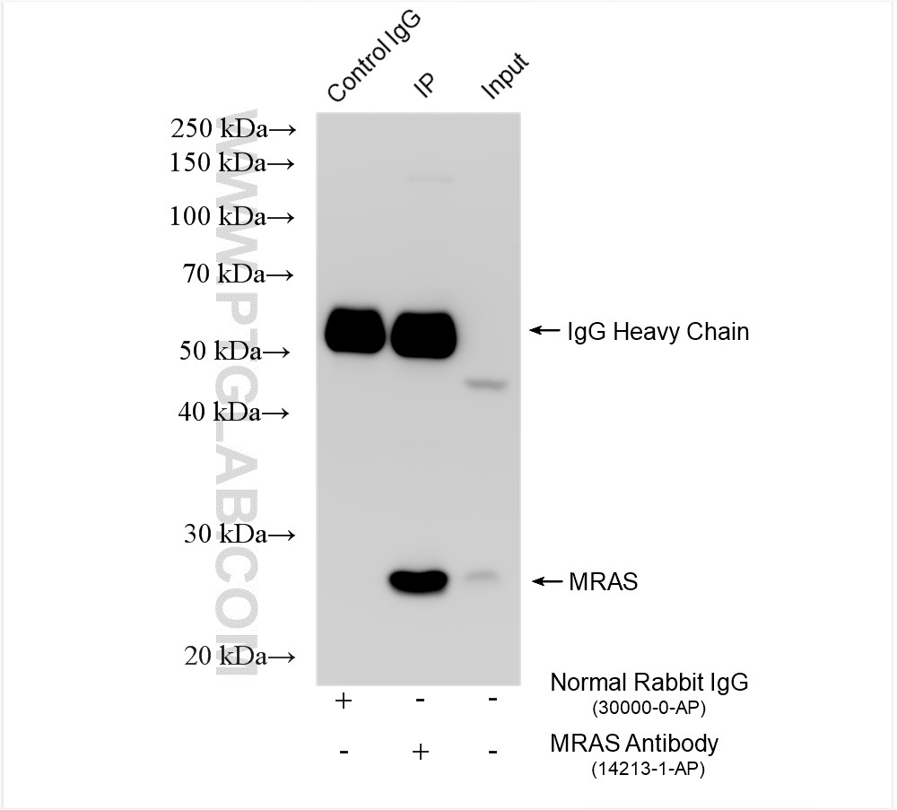 IP experiment of mouse brain using 14213-1-AP