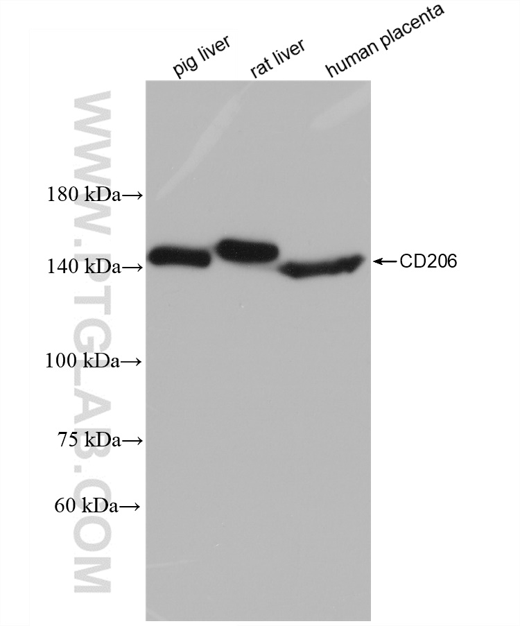 WB analysis using 81525-1-RR