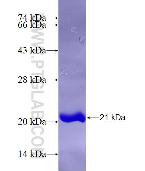 MRFAP1 fusion protein Ag28891 SDS-PAGE