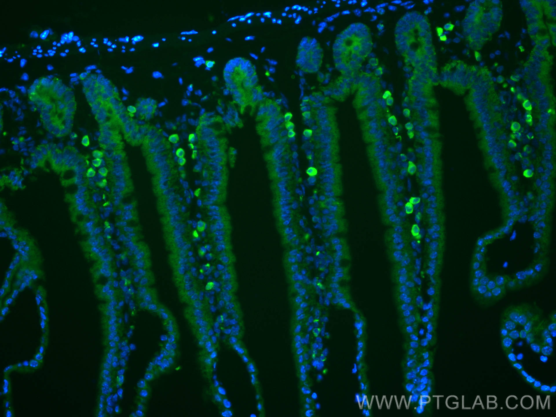 IF Staining of mouse small intestine using 23640-1-AP (same clone as 23640-1-PBS)