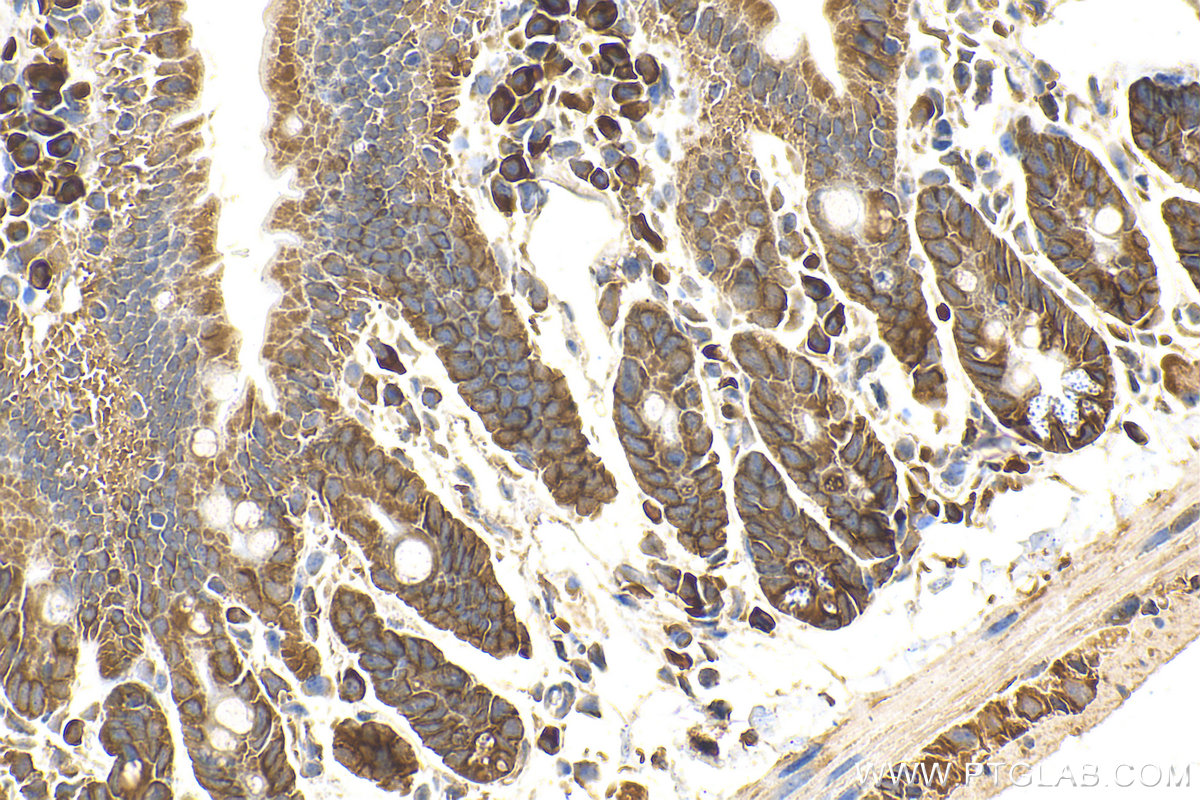 IHC staining of mouse small intestine using 23640-1-AP (same clone as 23640-1-PBS)