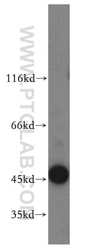 WB analysis of HT-1080 using 19916-1-AP