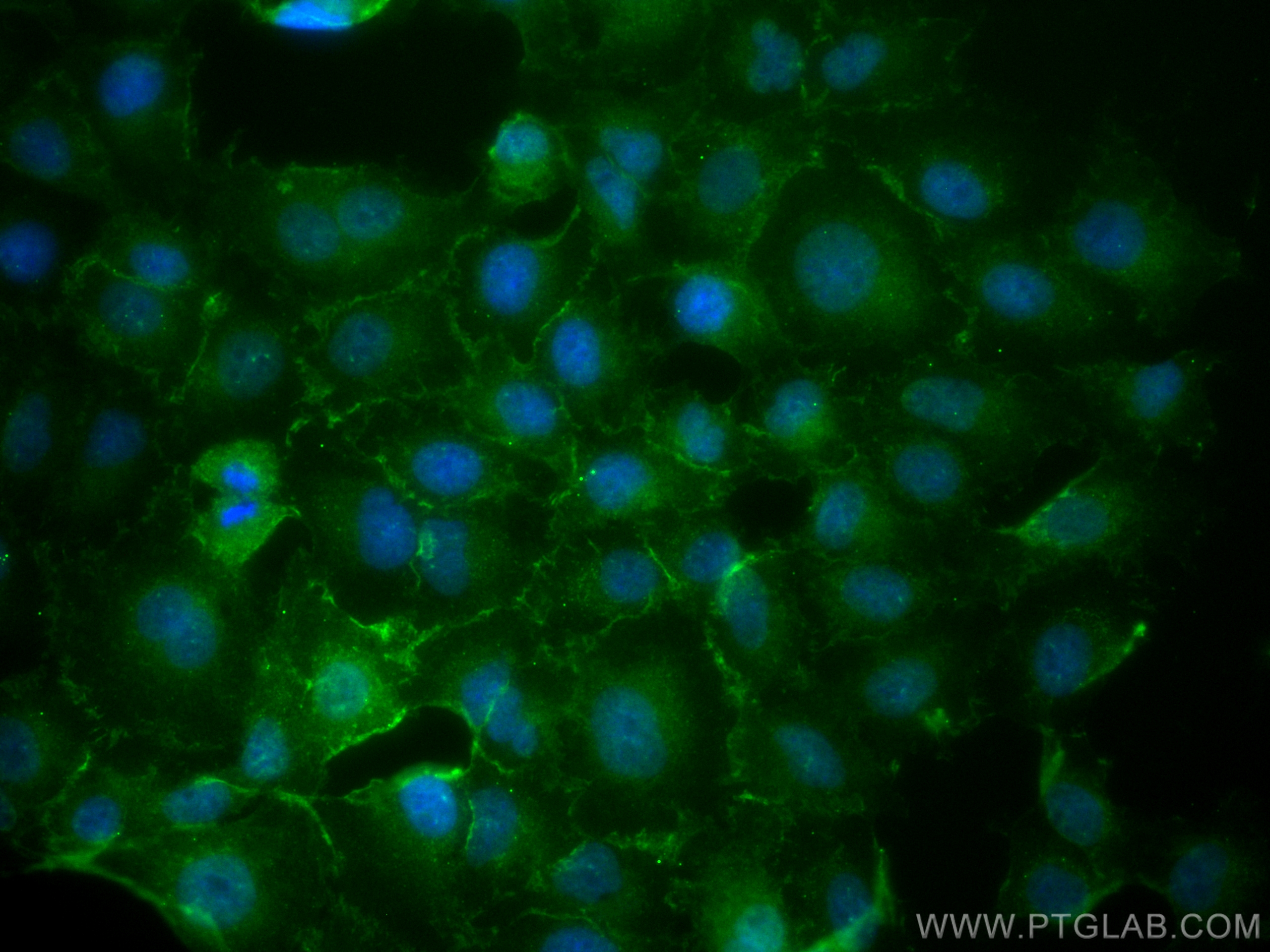 IF Staining of A549 using CL488-67228