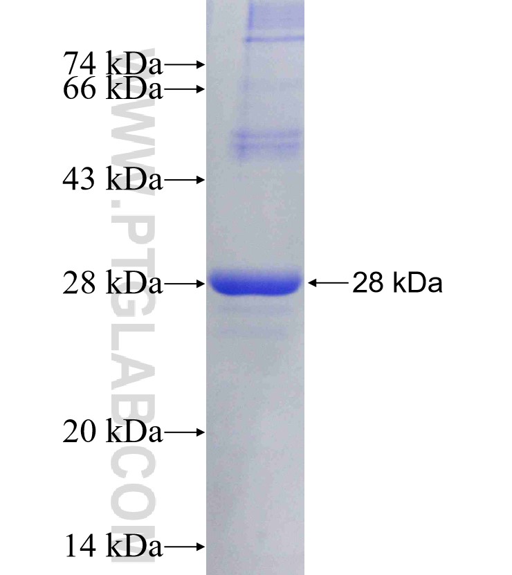 MRPL12 fusion protein Ag6602 SDS-PAGE